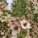 Verbascum x 'Southern Charms' fleur